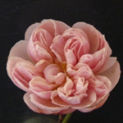 february rose