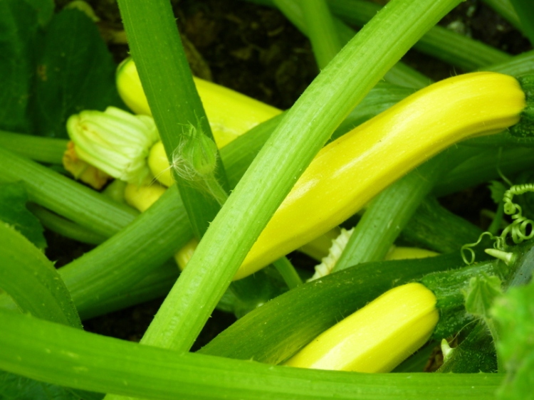 yellow courgettes