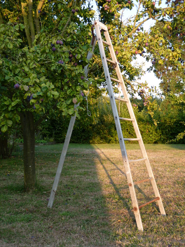 ladder in orchard
