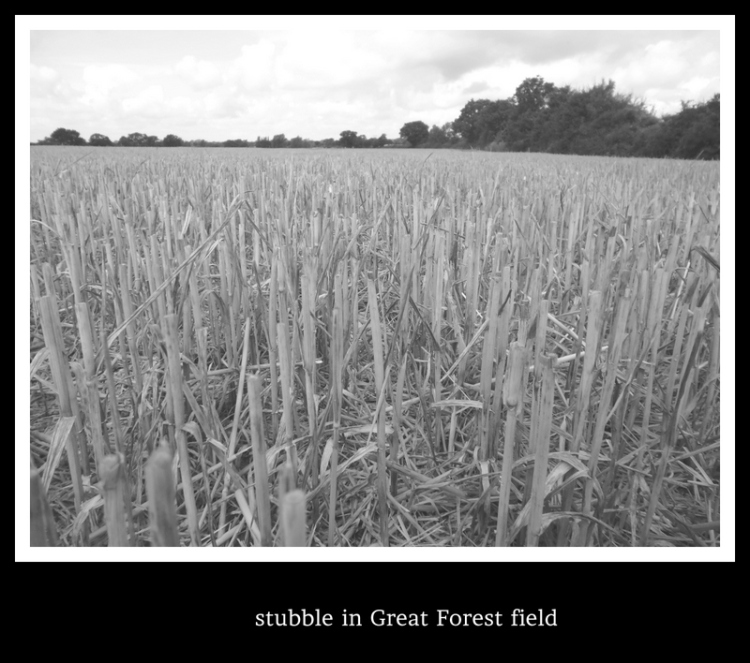 wheat stubble 