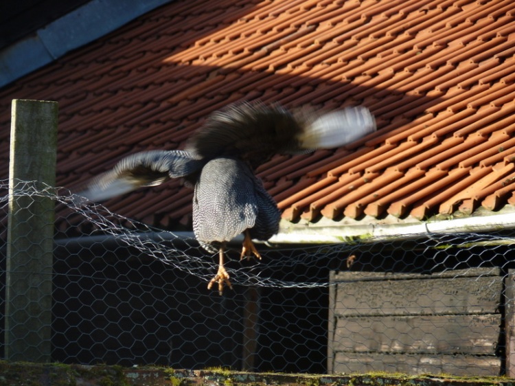 guinea fowl flying over fence