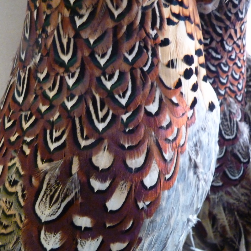 pheasant feathers
