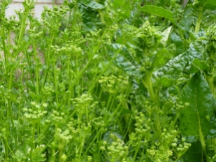 parsley and chard