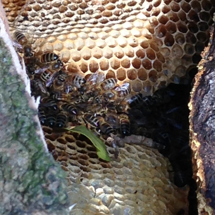 honey bees and honeycomb
