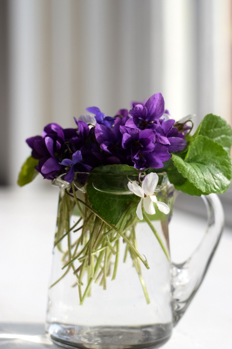jug of wild violets