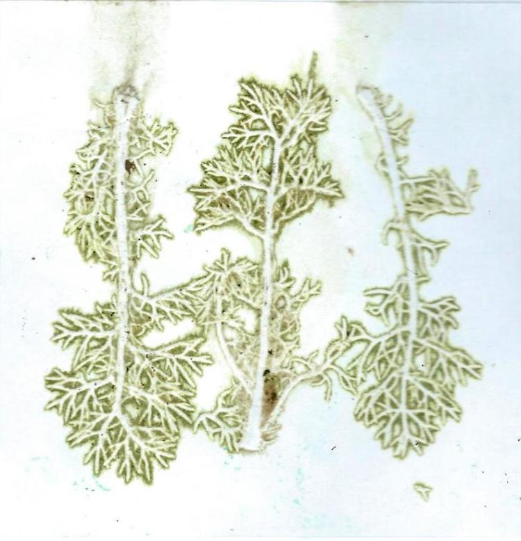 Mayweed leaves printed with no ink, just natural colour from the plant